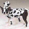 Cow Dog Costume